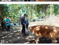 Bupati Bantaeng Uji Nurdin Terima Sapi Kurban 802 Kg dari Presiden Prabowo